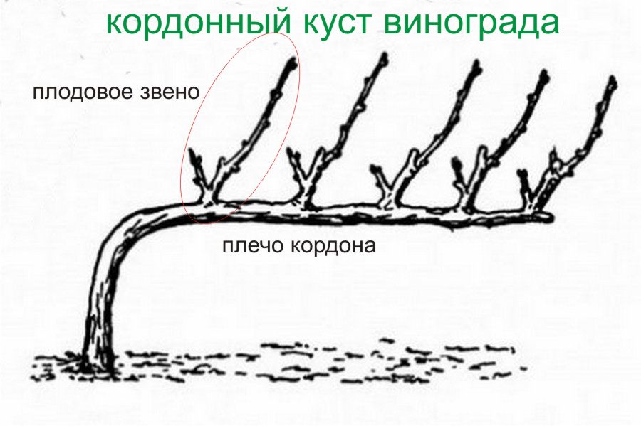 Формирование винограда в 2 рукава схема