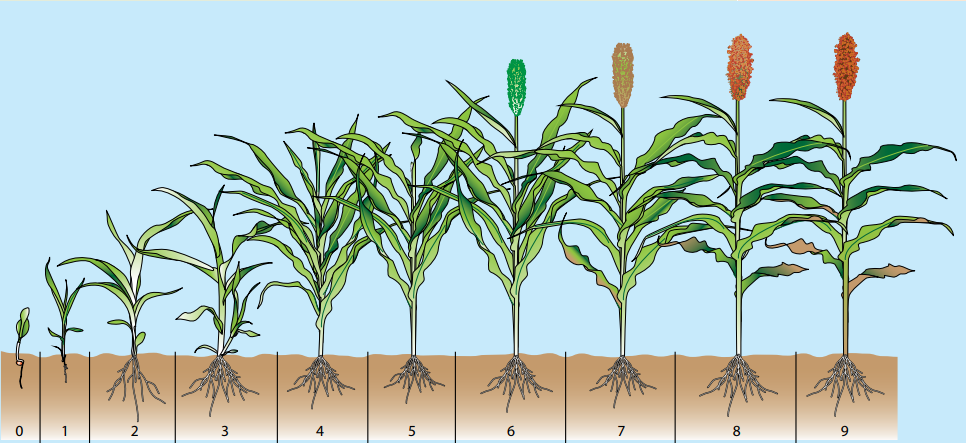 Фазы роста кукурузы в картинках