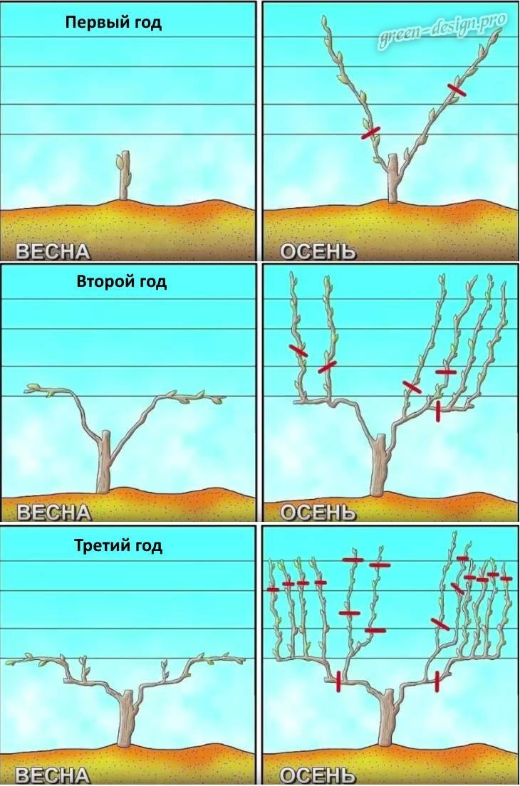 Обрезка винограда первый год осенью для начинающих пошагово