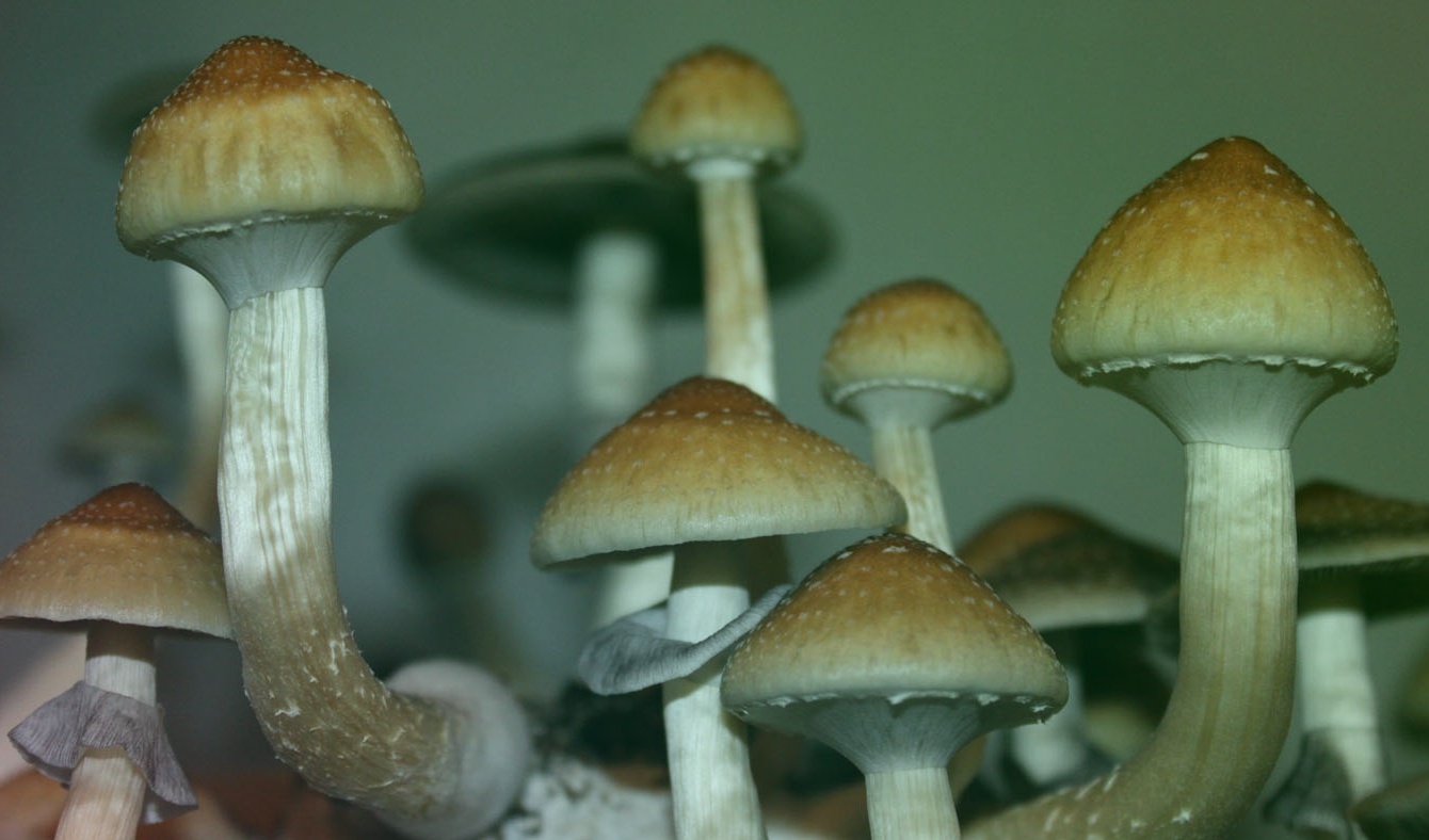 Самые ядовитые грибы в России